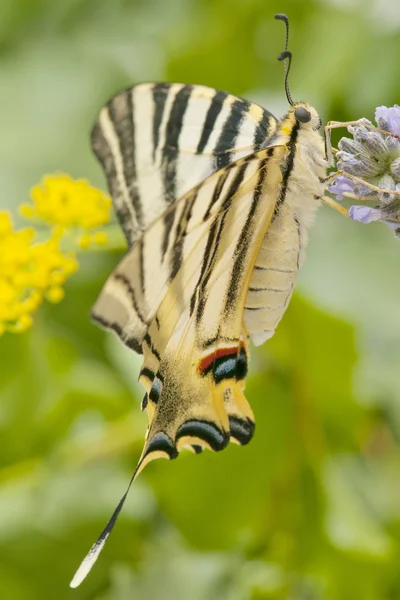 Mariposa en el campo — Foto de Stock