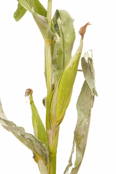 玉米秸秆 — 图库照片