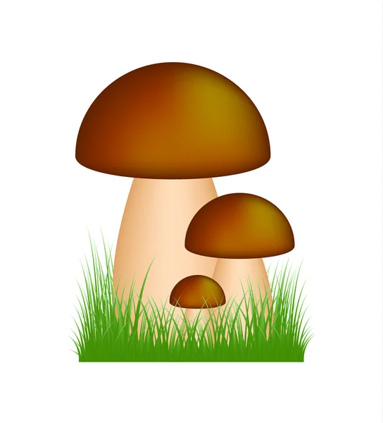 Mushrooms (boletus) standing in the grass — Stock Vector