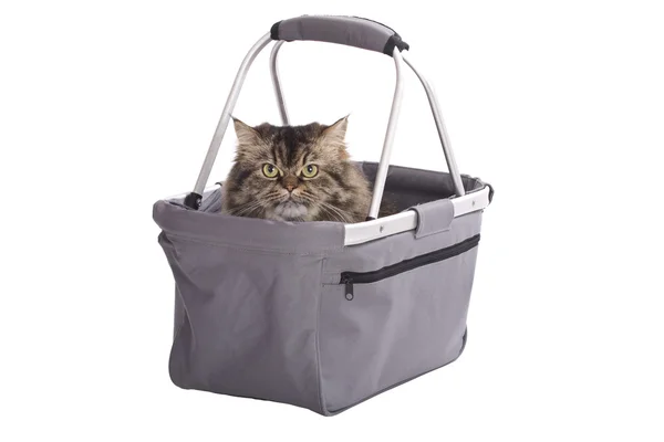 Cat sitting in shopping basket — Stock Photo, Image