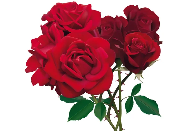 Schöne rote Rosen — Stockvektor
