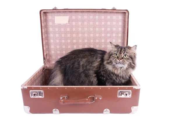 페르시아 고양이 빈티지 가방에 앉아 — 스톡 사진