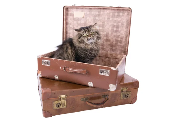 Gato persa sentado em mala vintage — Fotografia de Stock