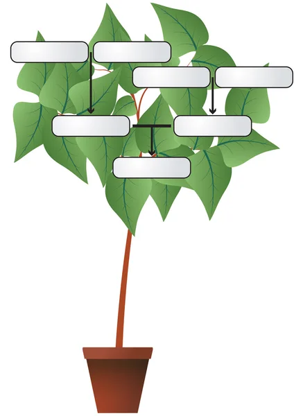 Генеалогические растения — стоковый вектор