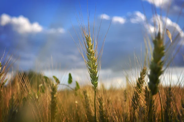 stock image Ear of wheat