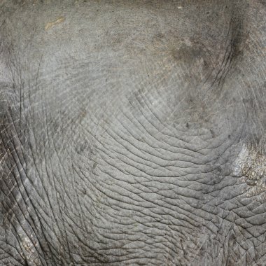 Elephant skin texture clipart