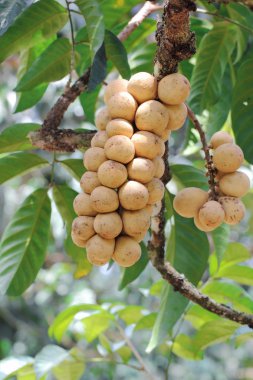 Longan Thai fruit clipart