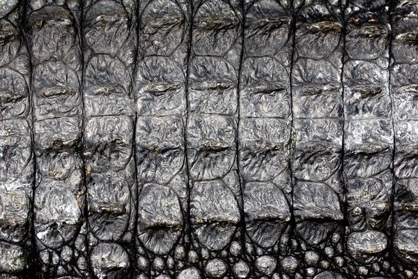 Tessitura della pelle di alligatore — Foto Stock