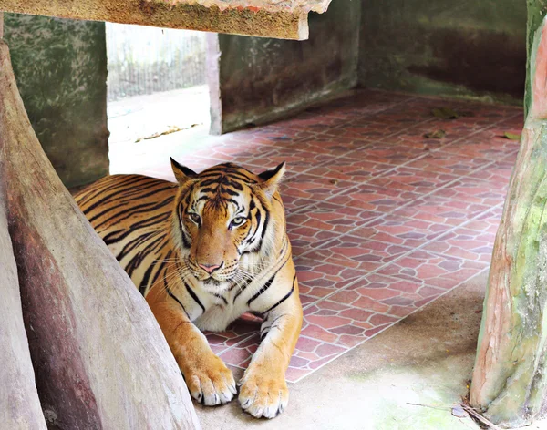 Asiatisk tiger — Stockfoto