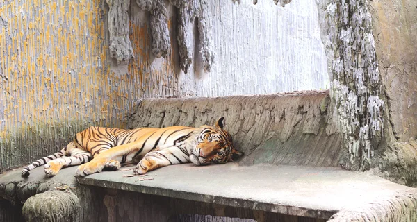 Asijský tygr — Stock fotografie