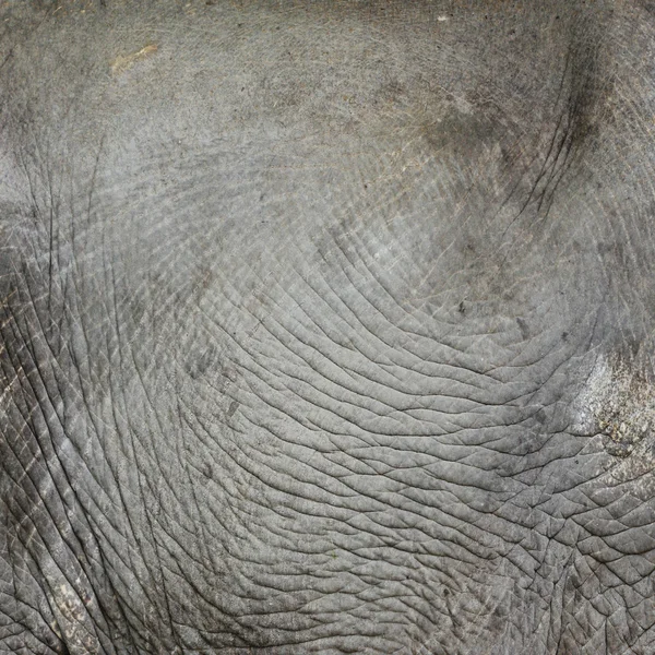 Textura de piel de elefante — Foto de Stock