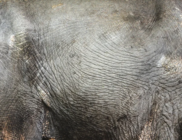 Thai elephant skine texture — Stock Photo, Image