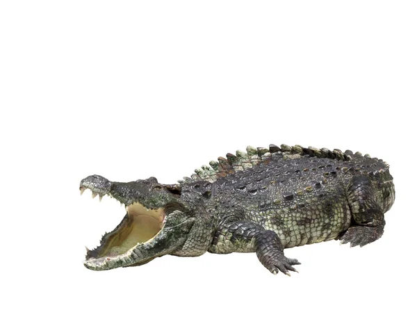 Крокодил на белом фоне — стоковое фото