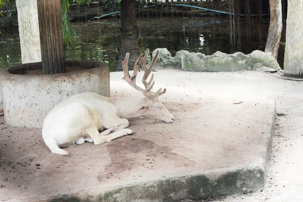 白い mael 鹿 — ストック写真