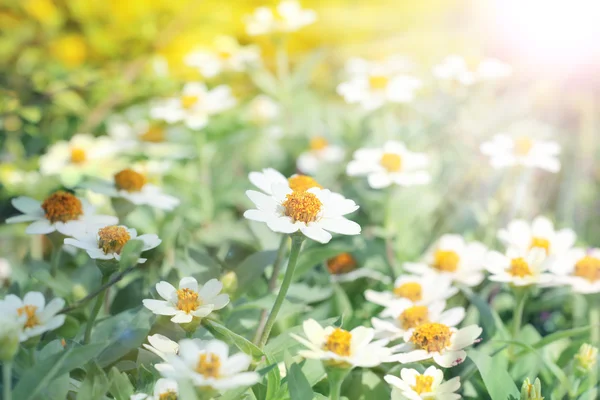 Белый ромашковый цветок — стоковое фото