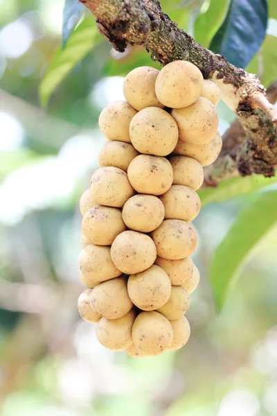 stock image Longan Thai fruit