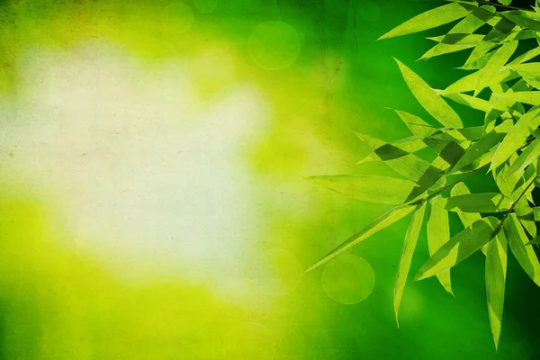 Folhas de bambu com grunge verde — Fotografia de Stock