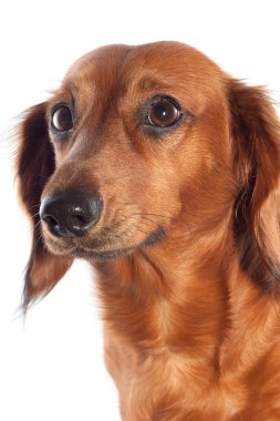 Dachshund