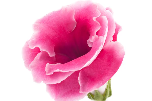 Розовый глоксиния — стоковое фото