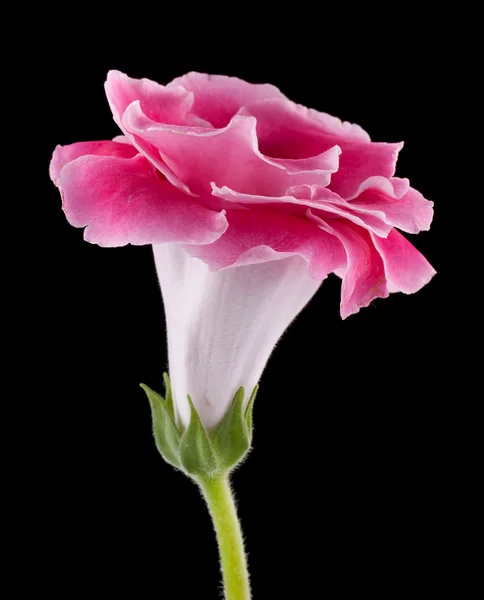 Glossinia rosa — Foto Stock