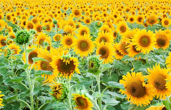 stock image Sunflower