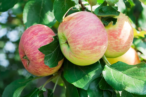 stock image Ripe apples