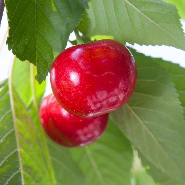 Grapes cherries — Stock Photo, Image