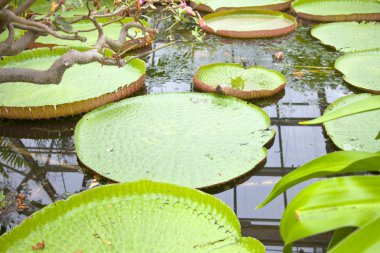 Yeşil victoria amazonica yakın çekim