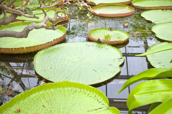 Close up of green Victoria amazonica — Stock Photo, Image