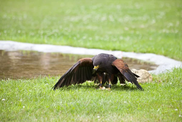 在草地上吃的棕色猎鹰 — 图库照片