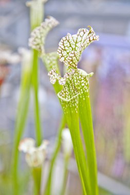 Yeşil sarracenia leucophylla of kadar yakından raf