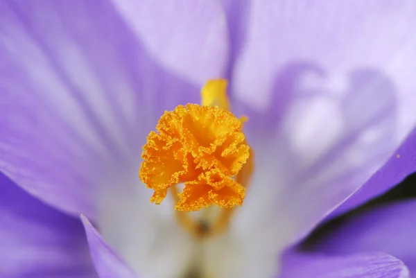 Çiğdem çiçek — Stok fotoğraf