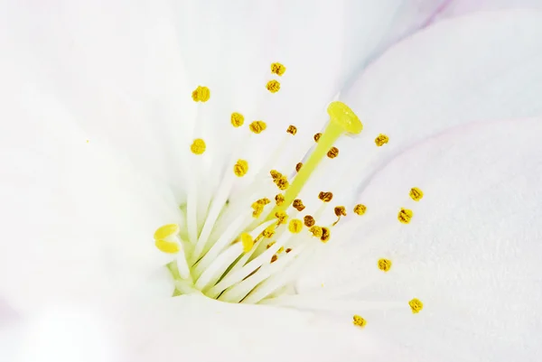 Kiraz çiçeği. — Stok fotoğraf