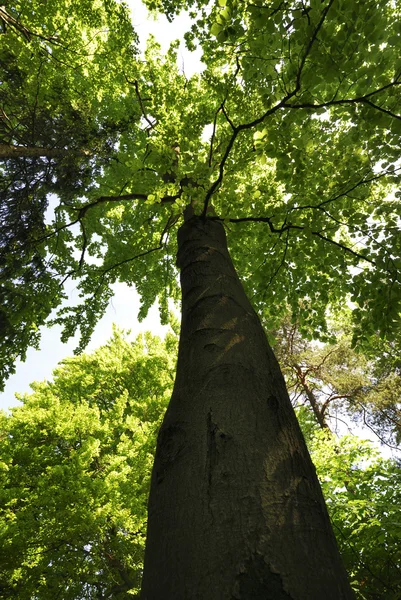 stock image Beech Tree