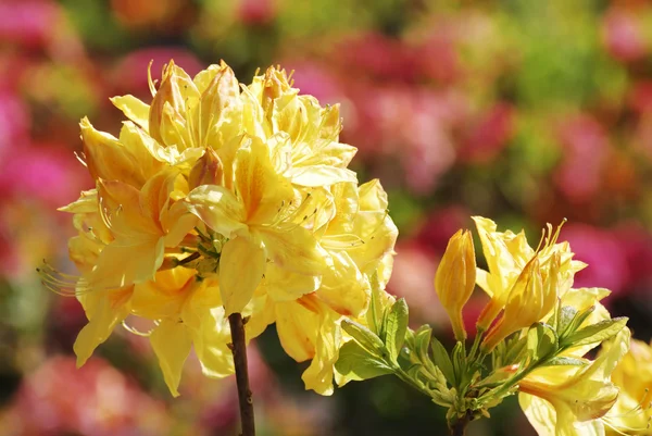 Rhododendron květ — Stock fotografie