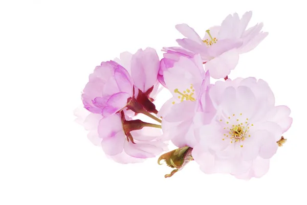 stock image Isolated Cherry Blossoms