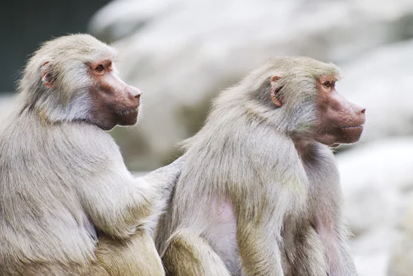 stock image Baboons