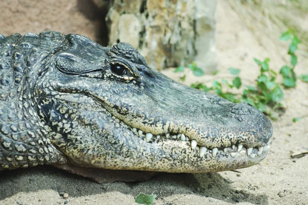 stock image Alligator Portrait