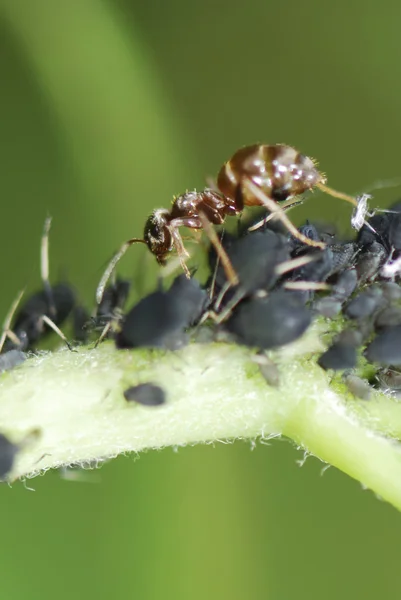 개미 및이 — 스톡 사진