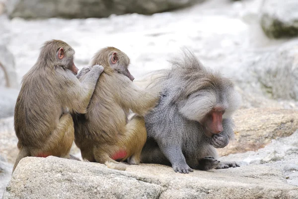 stock image Baboons