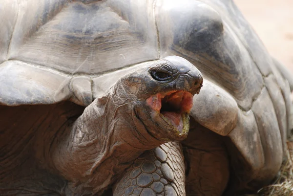 Stock image Turtle