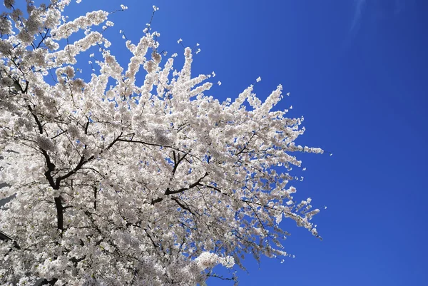 開花桜 — ストック写真