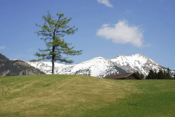 Alpejskie drzewo — Zdjęcie stockowe