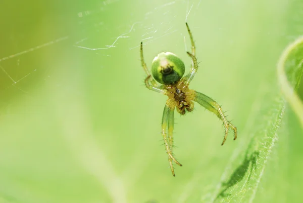 Grön spindel — Stockfoto
