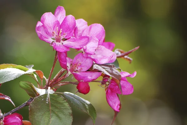 stock image Apple Blossoms