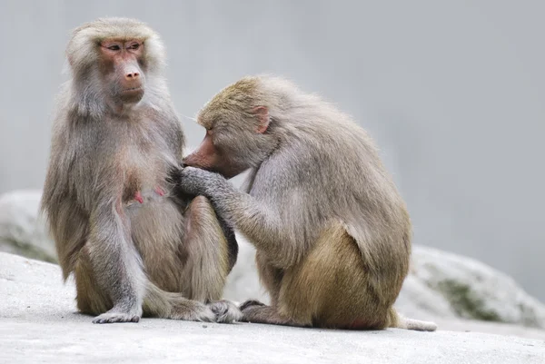 stock image Baboons