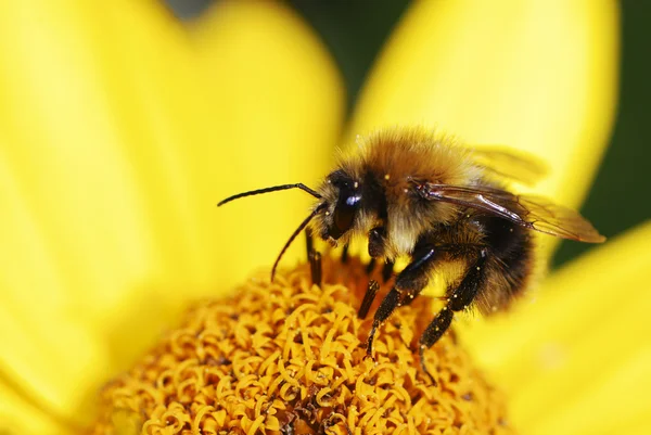 Μελισσών σε λουλούδι — Φωτογραφία Αρχείου