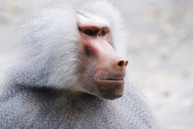 Baboon Portrait clipart