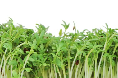 Isolated Watercress Sprouts clipart