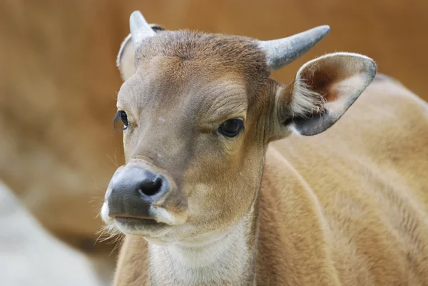 stock image Young Banteng